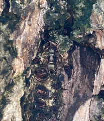 Polyrhachis cupreata