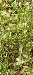 Lolium rigidum