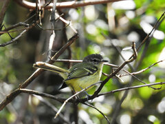 Phylloscartes ventralis