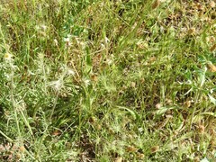 Eryngium campestre