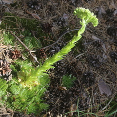 Sempervivum globiferum