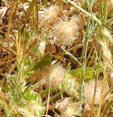 Trifolium cherleri
