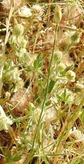 Andryala integrifolia