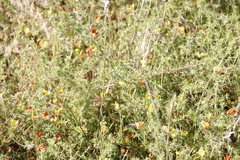 Aspalathus retroflexa retroflexa