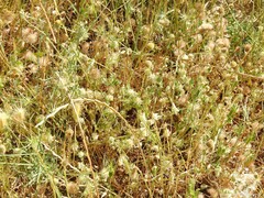 Plantago lagopus