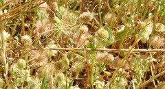 Lolium rigidum