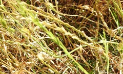 Lolium rigidum