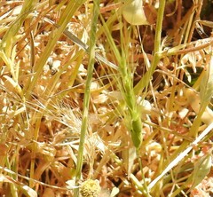 Aegilops triuncialis