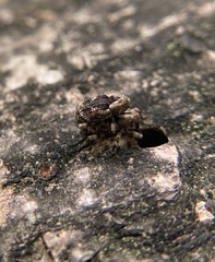 Cryptorhynchinae