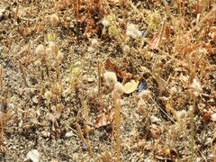 Plantago coronopus