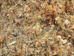 Plantago coronopus