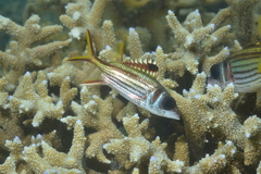 Neoniphon sammara