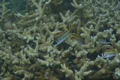 Neoniphon sammara