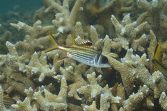 Neoniphon sammara