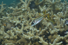Neoniphon sammara