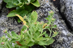 Aster spathulifolius