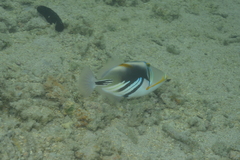 Rhinecanthus aculeatus