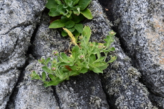 Aster spathulifolius