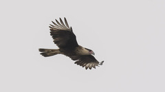 Caracara plancus cheriway