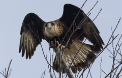 Caracara plancus cheriway