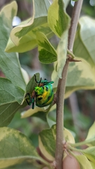 Chrysocoris purpureus