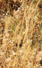 Festuca myuros