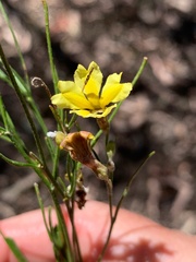 Goodenia gracilis