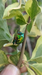 Chrysocoris purpureus