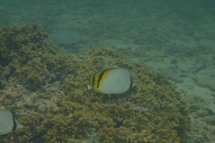 Chaetodon vagabundus