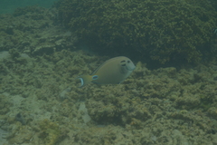 Acanthurus tennentii