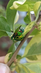 Chrysocoris purpureus