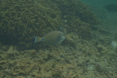 Acanthurus tennentii