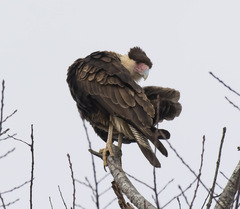 Caracara plancus cheriway