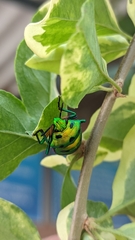 Chrysocoris purpureus
