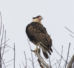 Caracara plancus cheriway