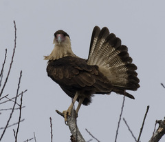 Caracara plancus cheriway