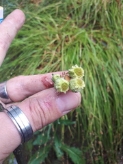Erigeron primulifolius