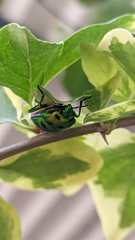 Chrysocoris purpureus