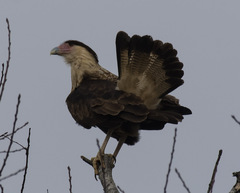 Caracara plancus cheriway