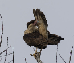 Caracara plancus cheriway