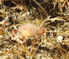 Trifolium cherleri