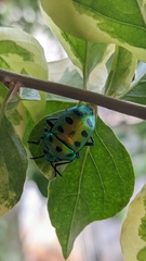 Chrysocoris purpureus