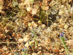 Leontodon longirostris