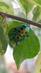 Chrysocoris purpureus
