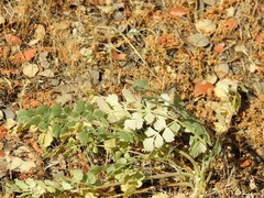 Pimpinella villosa