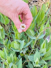 Trichodesma physaloides