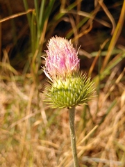 Carduus defloratus