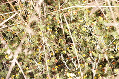 Aspalathus retroflexa retroflexa