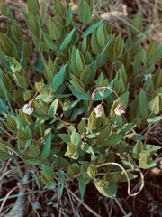Trichodesma physaloides