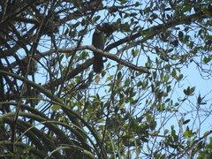 Saltator grandis